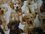 Puppies print on Cotton Fabric