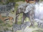 African Animals Safari